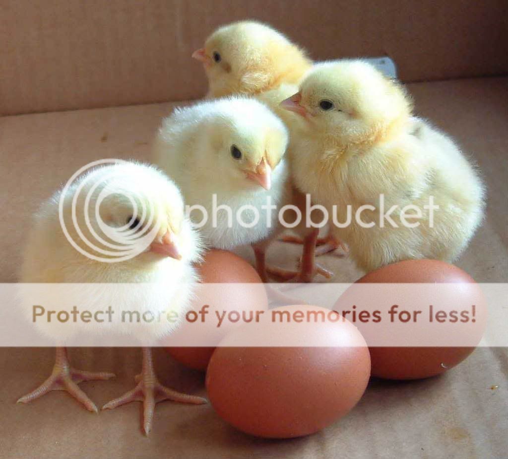 BABY CHICKS Pictures, Images and Photos