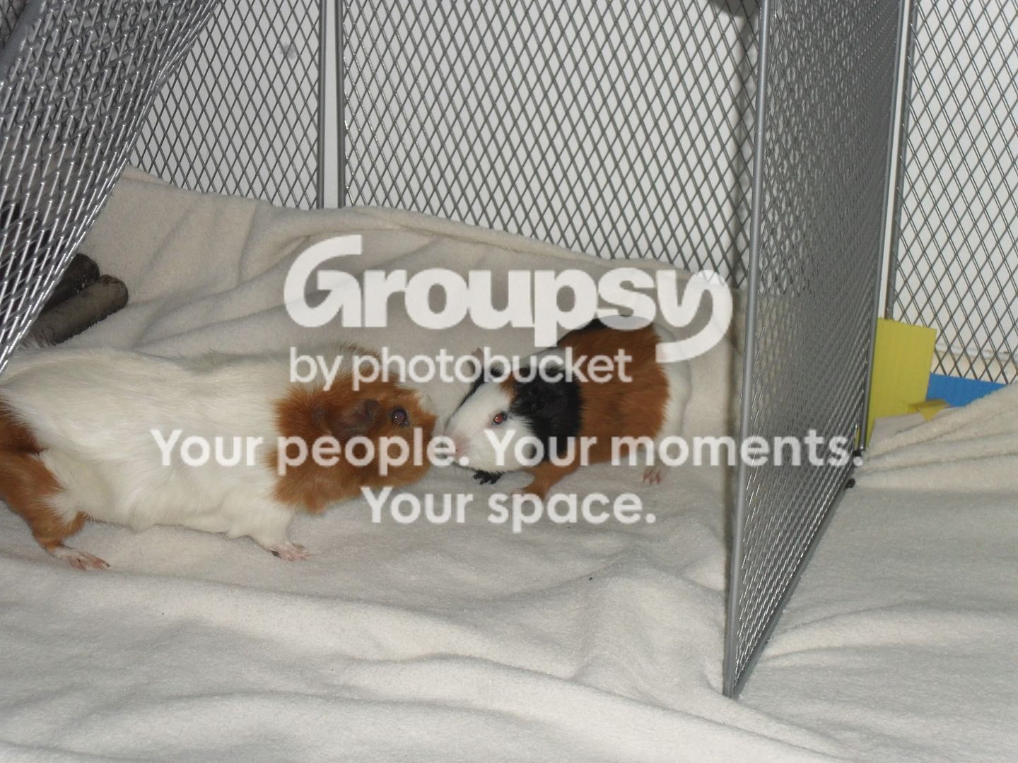 pigg0rs.jpg